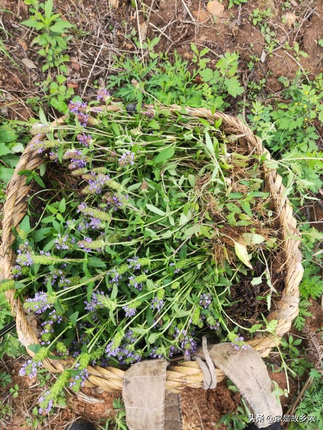 夏天到了喝凉茶,夏天喝凉茶什么配方