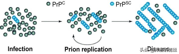 朊毒体是只有人类有吗,朊毒体属于特殊感染吗