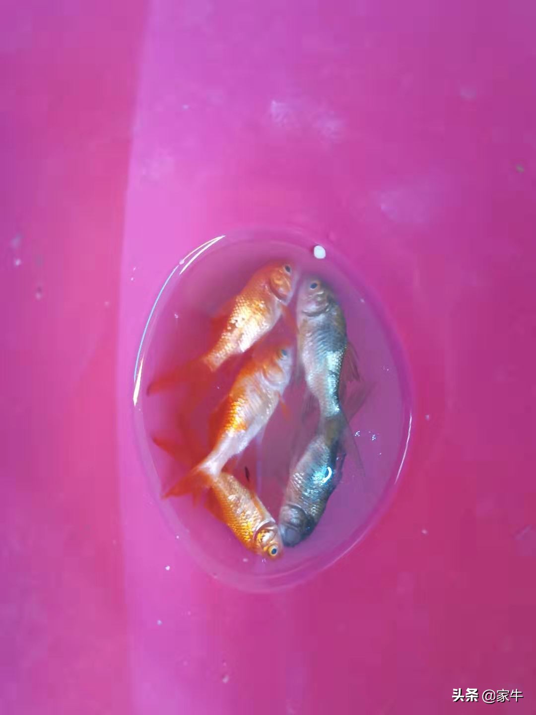 家牛的宠物龟、草金鱼、仙人球日志第308日