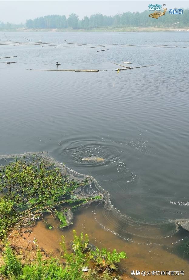 用玉米钓野生鲤鱼,手竿钓鲢鱼没有口