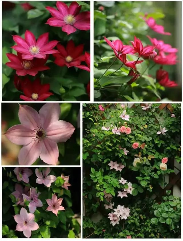 收藏植物的方法,收藏价值绿植