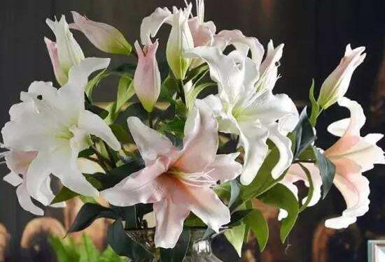 百合花放在卧室对身体有害吗,百合花有毒吗可以放室内吗