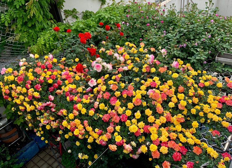 家里种了一颗爬墙花,家里种爬藤蔷薇好吗