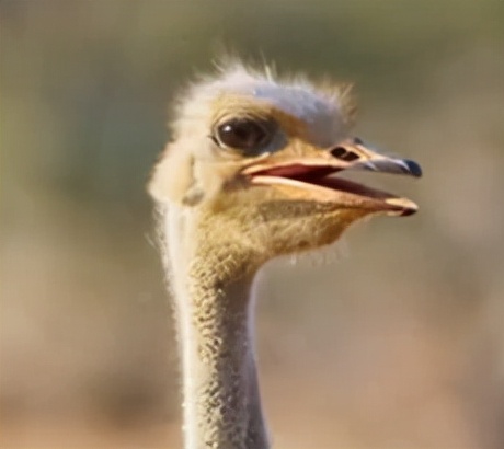 9.9恋爱游戏,9.9分恋爱番