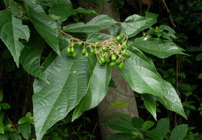 在农村的朋友,若遇见3种植物,记得带回家,为夏天必备的凉茶料