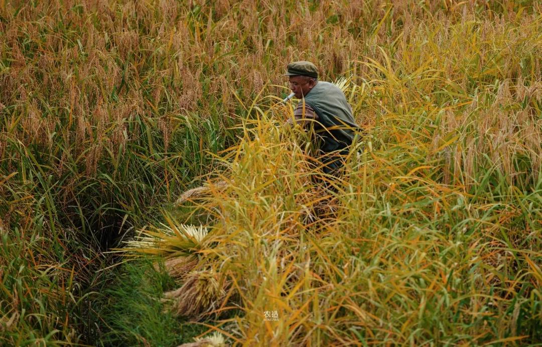农造田野丨总有一根神经通往乡野|月亮山百里梯田
