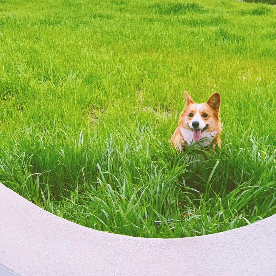 狗狗犬瘟热,犬瘟热的诊断和治疗意义