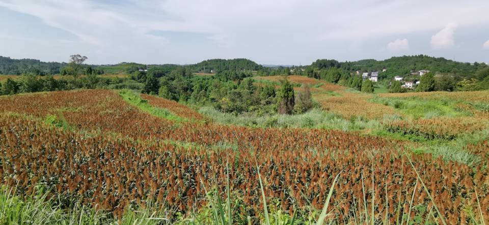 红了!红了!这些天的南充市嘉陵区龙蟠镇真的是“红遍天”了