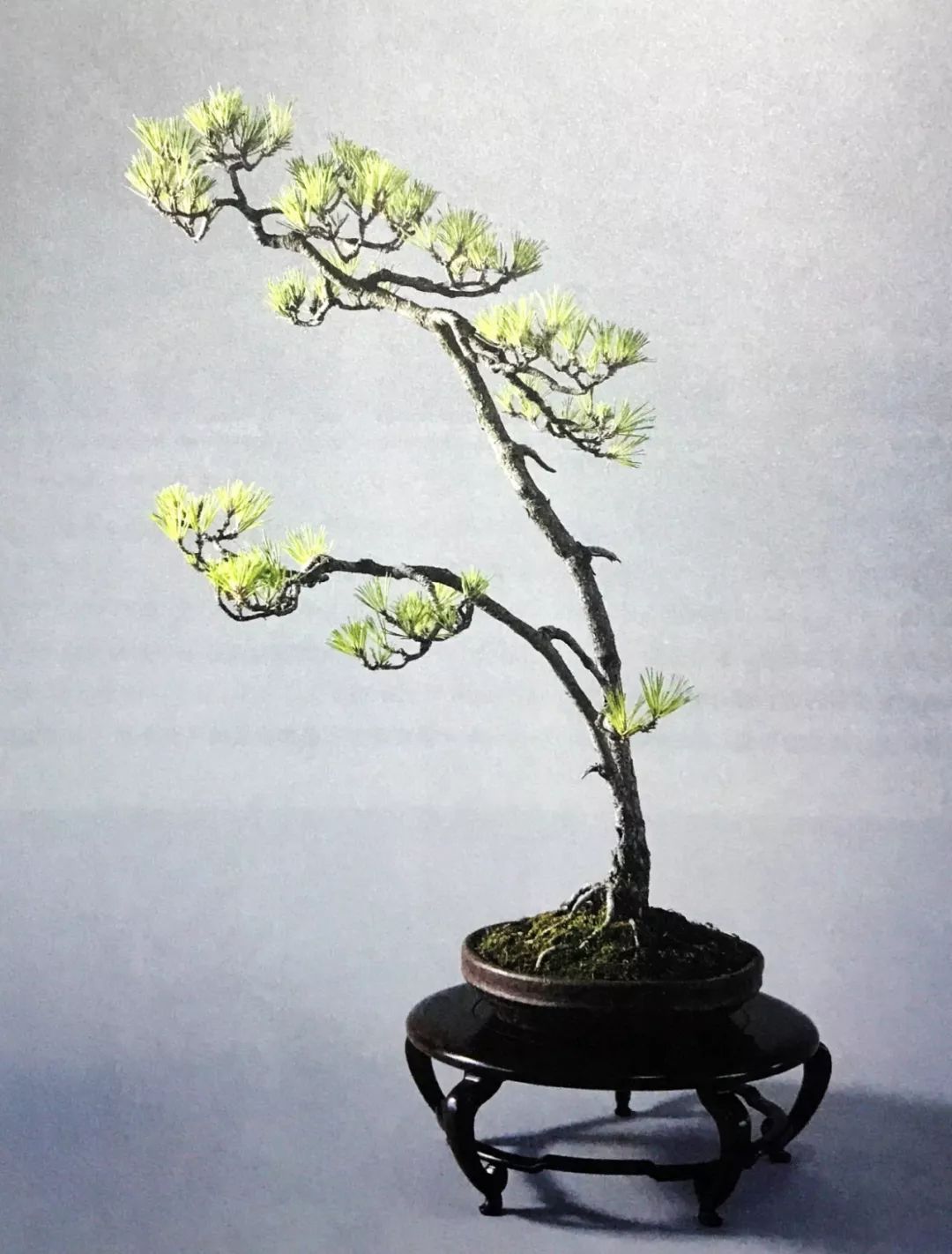 十年之前,它只是一棵黑松枝条;十年之后,作者开价十二万!