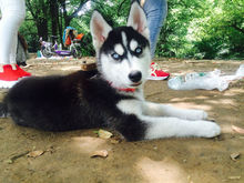 狗界的拆家神器哈士奇,拆家大队哈士奇全集