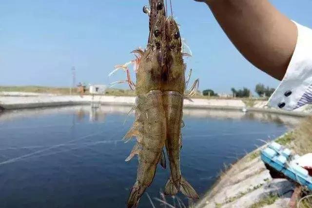 养南美白对虾水有农药了怎么解毒,大棚养南美白对虾的利润与成本