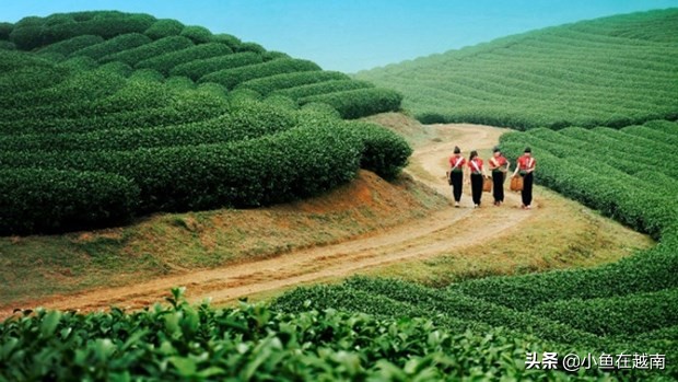 《走进越南》060期:越南山萝省,特产水果销往全球多个高端市场