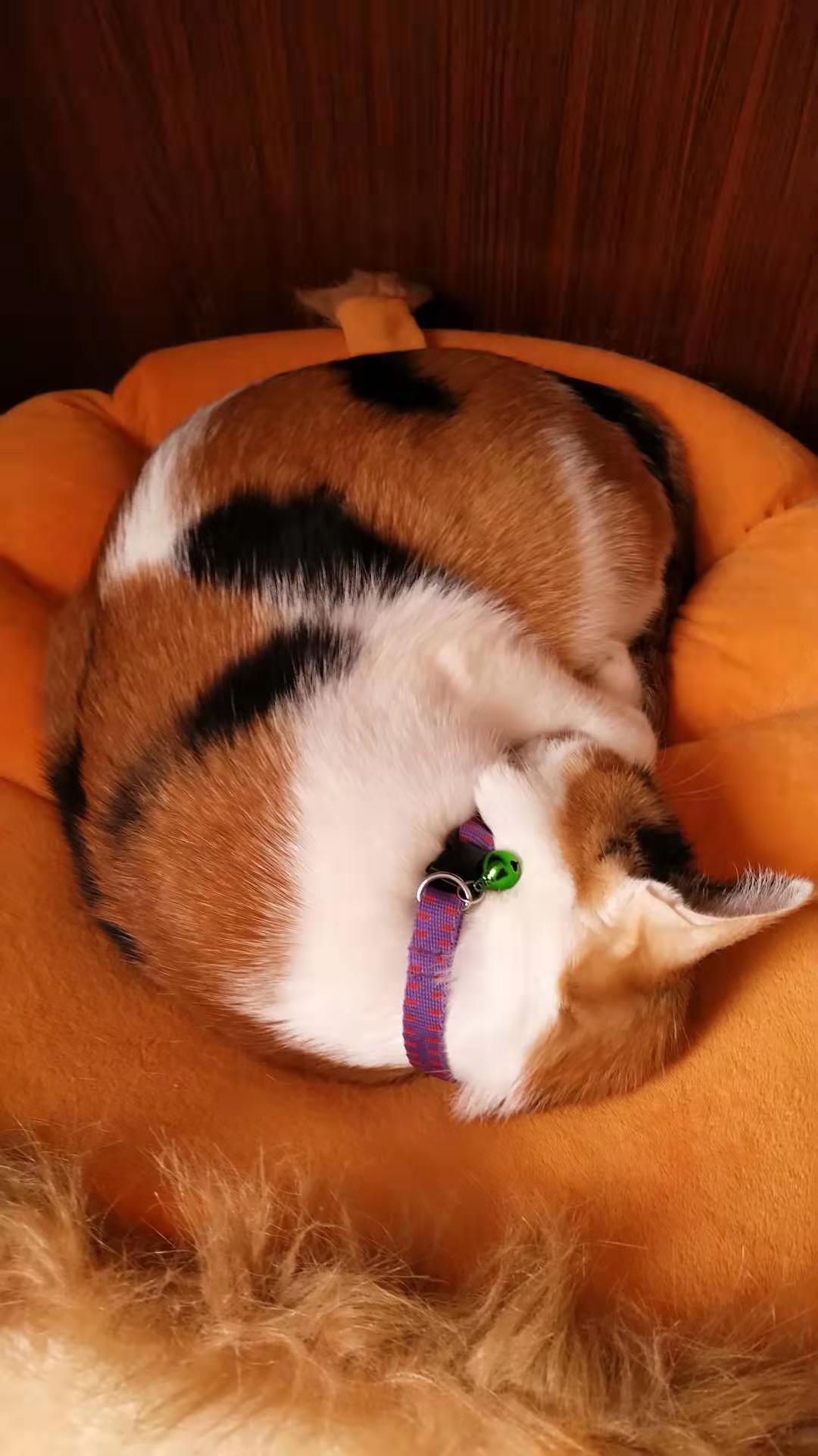 为啥猫脏,养猫怎么保持猫咪干净家庭干净