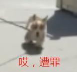 外卖龙虾段子搞笑,外卖的虾是不是都是冻虾