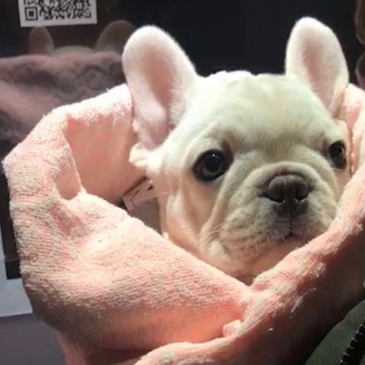 你家法斗爱晒太阳吗,你家法斗是怎么样的