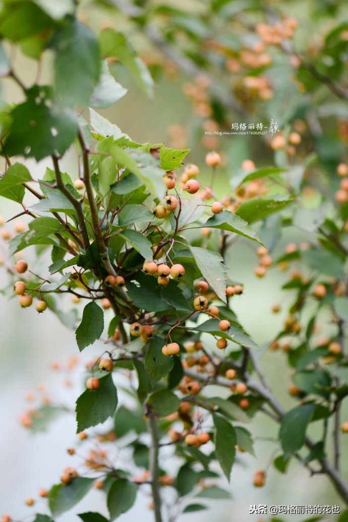 整个冬天都挂着的小红果，迷你山楂“冬果王”｜植物笔记