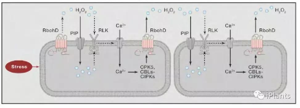 Cell朱健康院士综述植物非生物胁迫信号转导