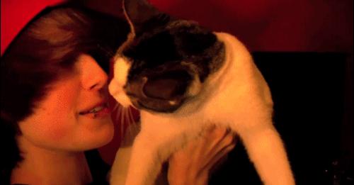 闻臭鞋、舔臭脚,猫主子是什么毛病