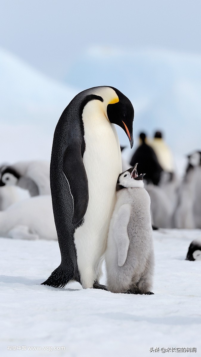 阅遍世间繁华吾心归处是吾乡,此心安处是吾乡只愿君心似我心