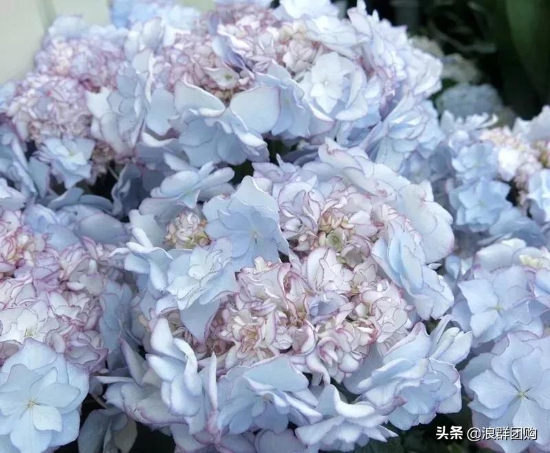 十种好看的绣球,最好看的绣球花视频