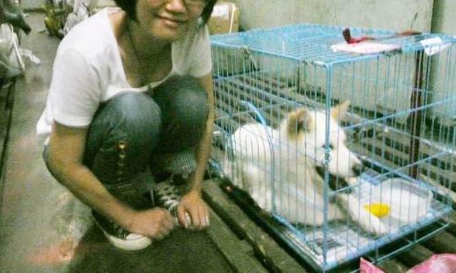 郑州到成都宠物托运,成都到重庆托运宠物多少钱