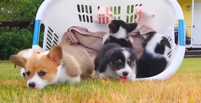 研究发现，家中的化学污染物降低了人和狗的生育能力