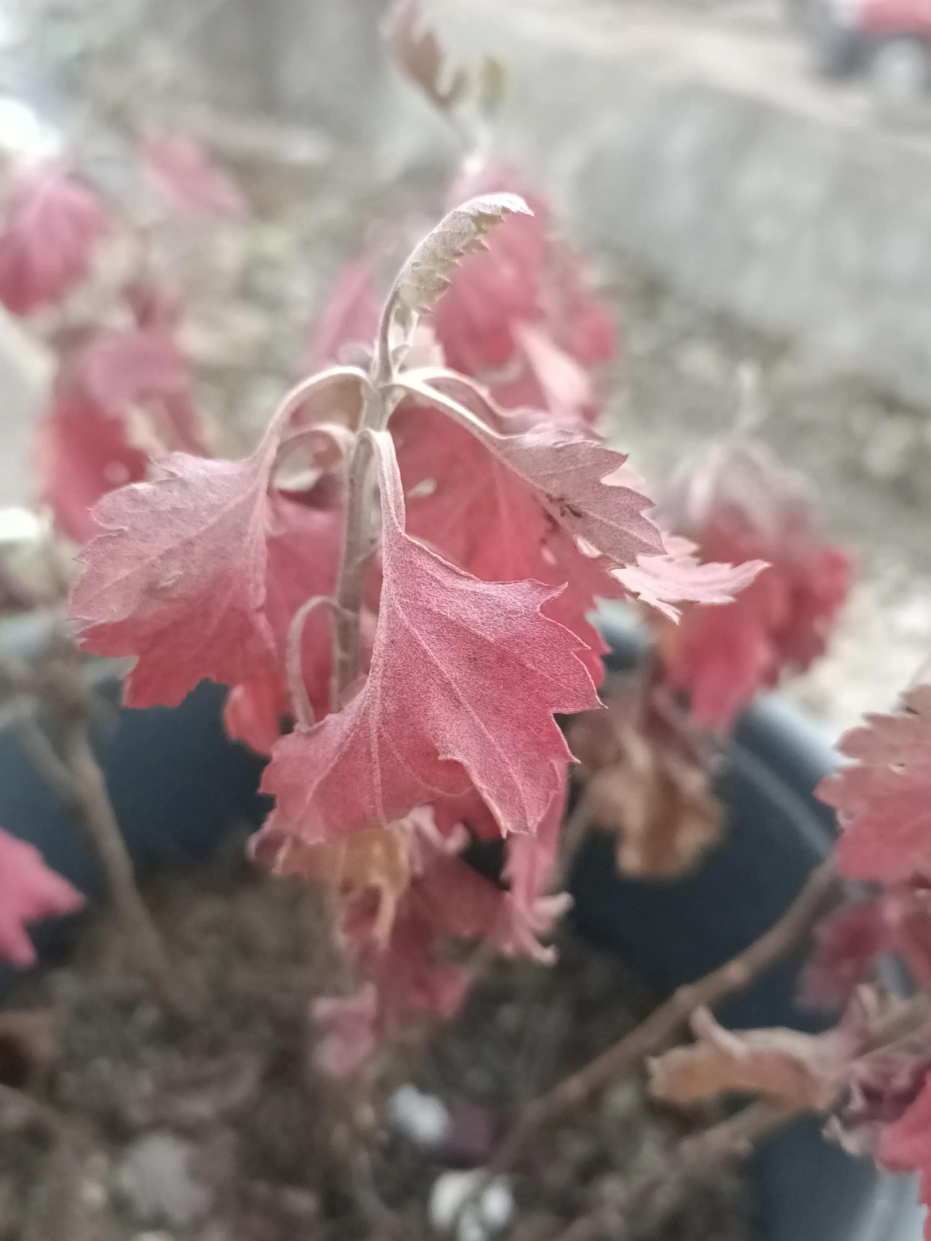 初冬，河渠畔，凋零的美之菊花的气节