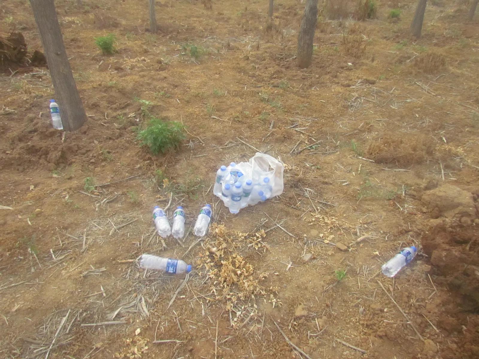 巧抓偷树贼的故事（1）