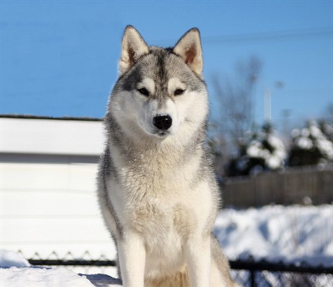 名犬排行榜杜宾,名犬排行榜捷克狼犬