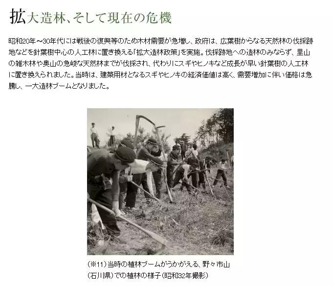 日本花粉症对策 (如何有效预防日本花粉症)