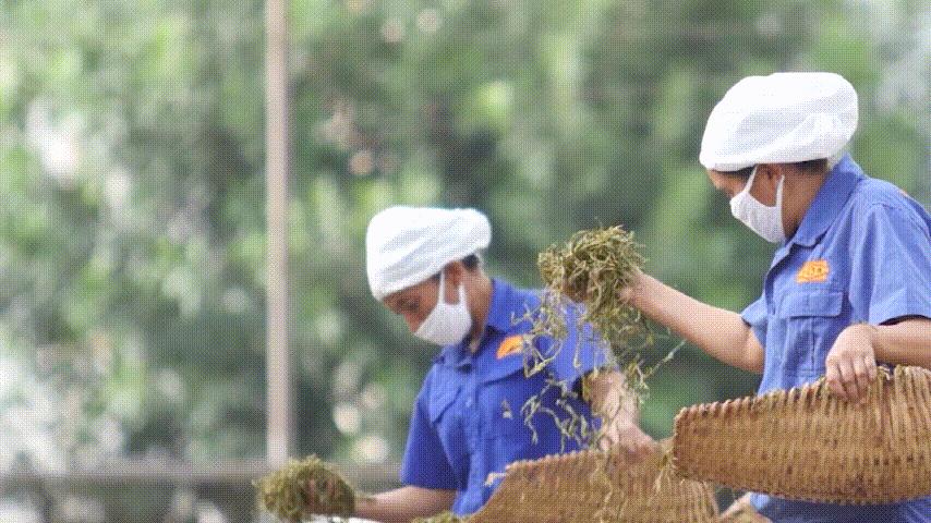 盼了一年的好茶,勐库戎氏古树茶2010秋茶