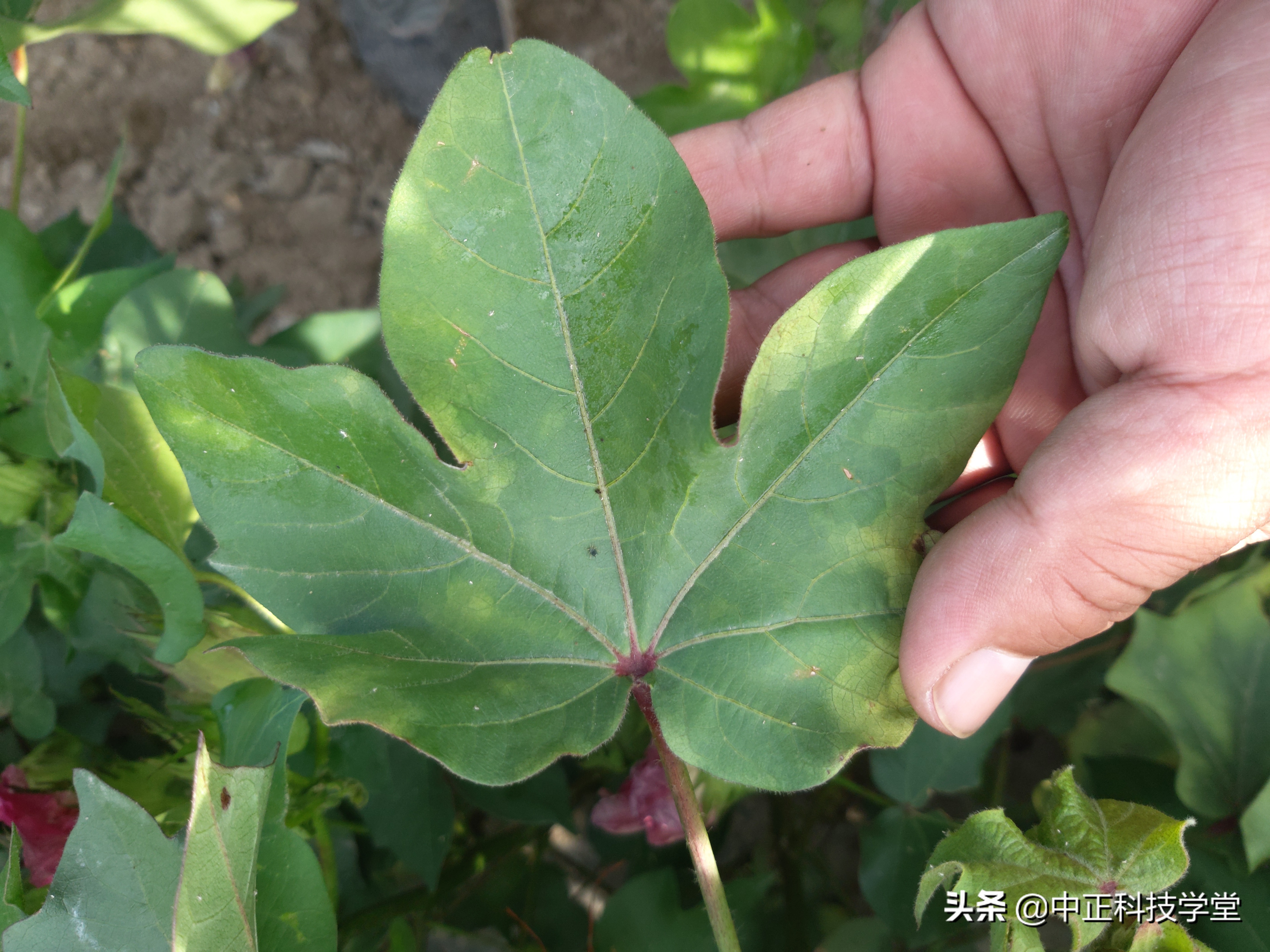 治疗棉花黄萎病哪种药最好,棉花枯黄萎病最新最详细防治方法