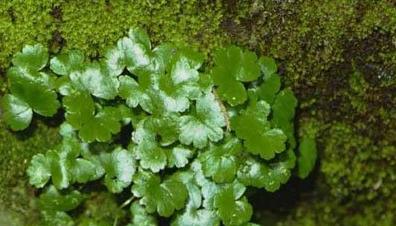 整合——28种青草药,赶快收藏备用!