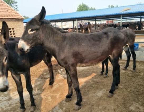 养驴的15个基本知识,新人养驴直播分享养驴知识