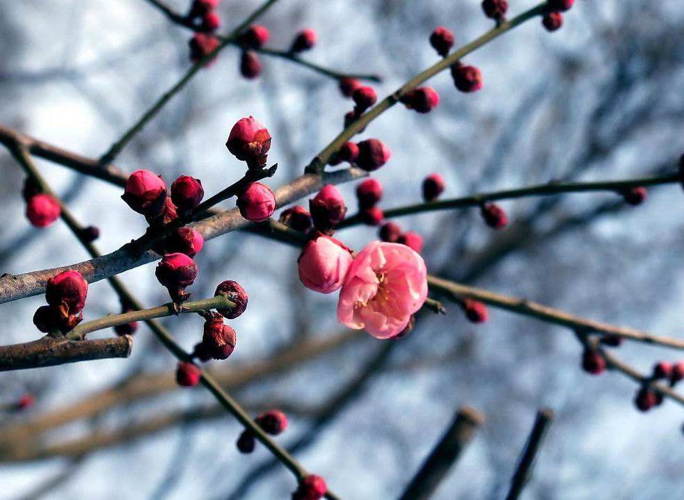 几号立春大寒节气过后还冷吗,2022年南方立春后有倒春寒吗