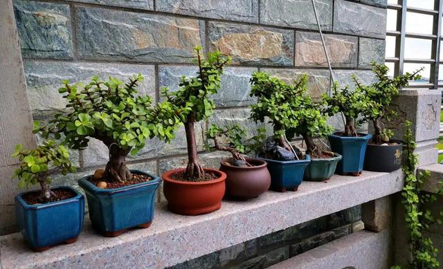 十大吉祥花,十大旺宅吉祥花