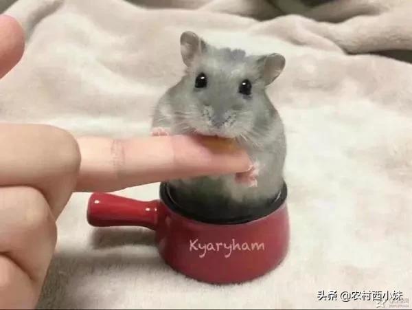 饲养仓鼠的几大误区,养仓鼠十大禁忌