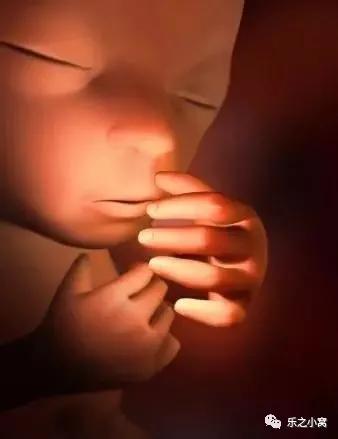 孕期胎儿成长图鉴,孕期胚胎成长图片