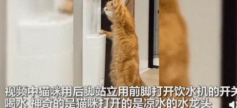小卖部老板养了一只招财猫,店老板养的猫咪
