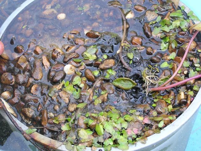 睡莲养在水缸里长虫了怎么办,睡莲长虫但是水里有鱼怎么办