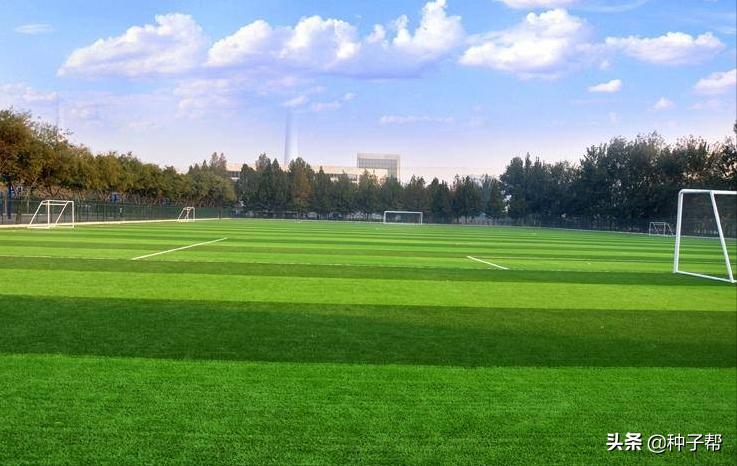 福建狗牙根草坪养护报价,浙江狗牙根草坪养护报价