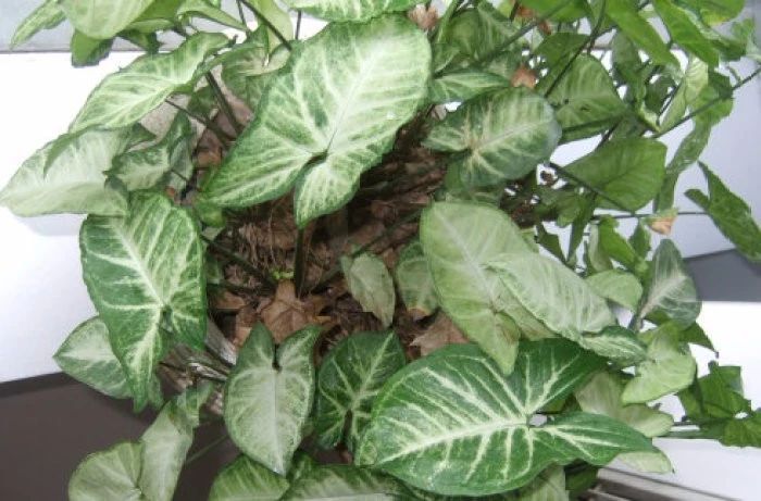 耐阴适合在厕所养的植物,耐阴的室内水培植物排行榜