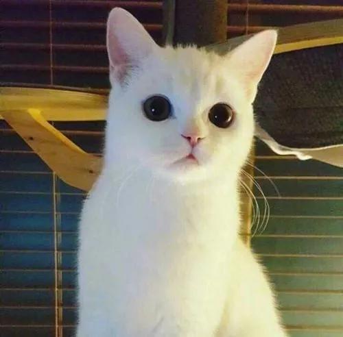 养猫招财到什么程度最好,猫咪是招财猫的象征