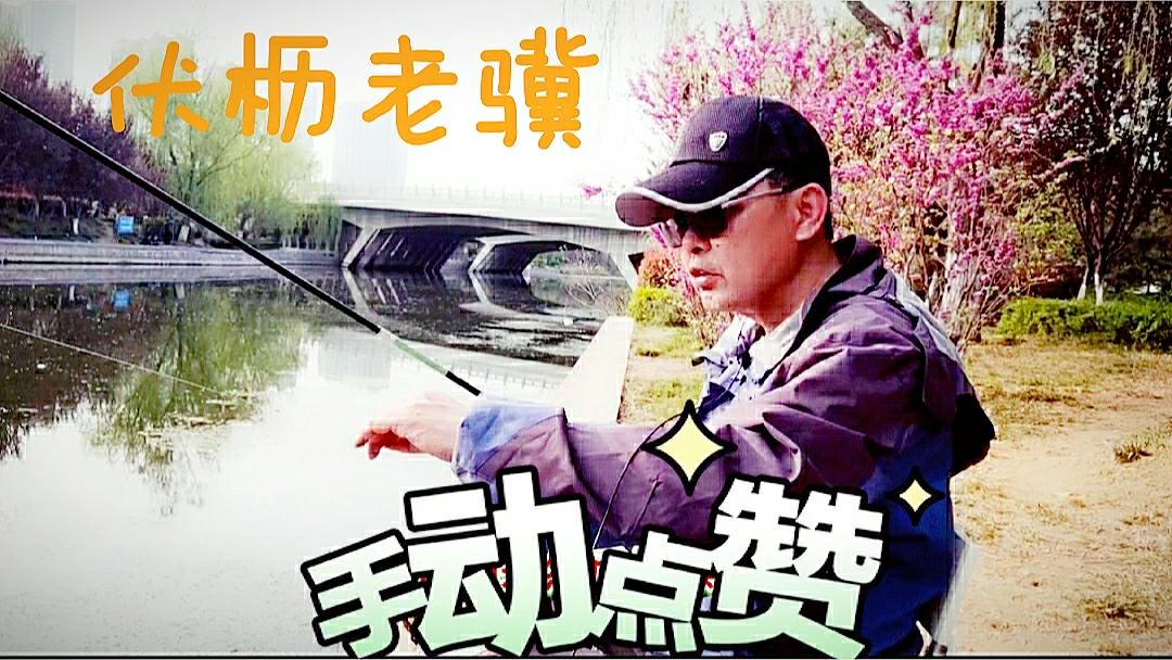 夏天鲫鱼钓着钓着停口怎么回事,黑坑鲫鱼突然停口怎么办