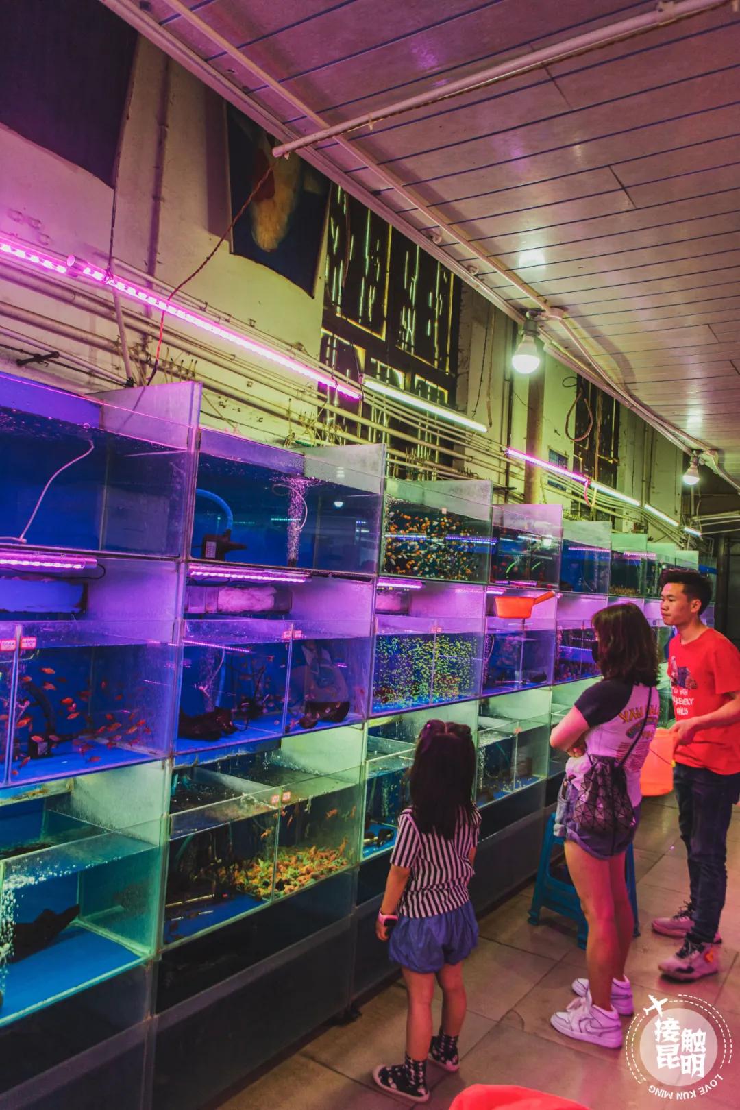 逛逛园博花鸟市场,园博花鸟市场攻略