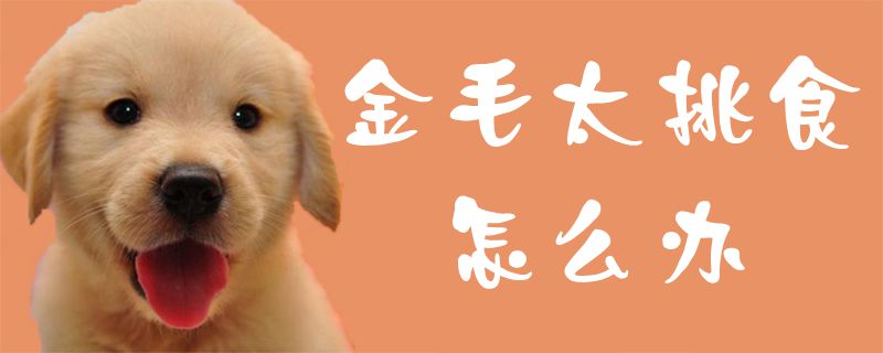 金毛挑食怎么办,金毛挑食的处理方法