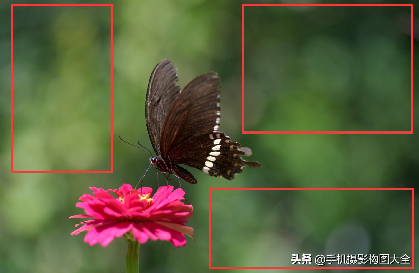 拍蝴蝶最大收获,拍蝴蝶技巧