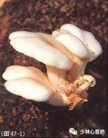 中药药材大全及功效,补肾中药大全及功效