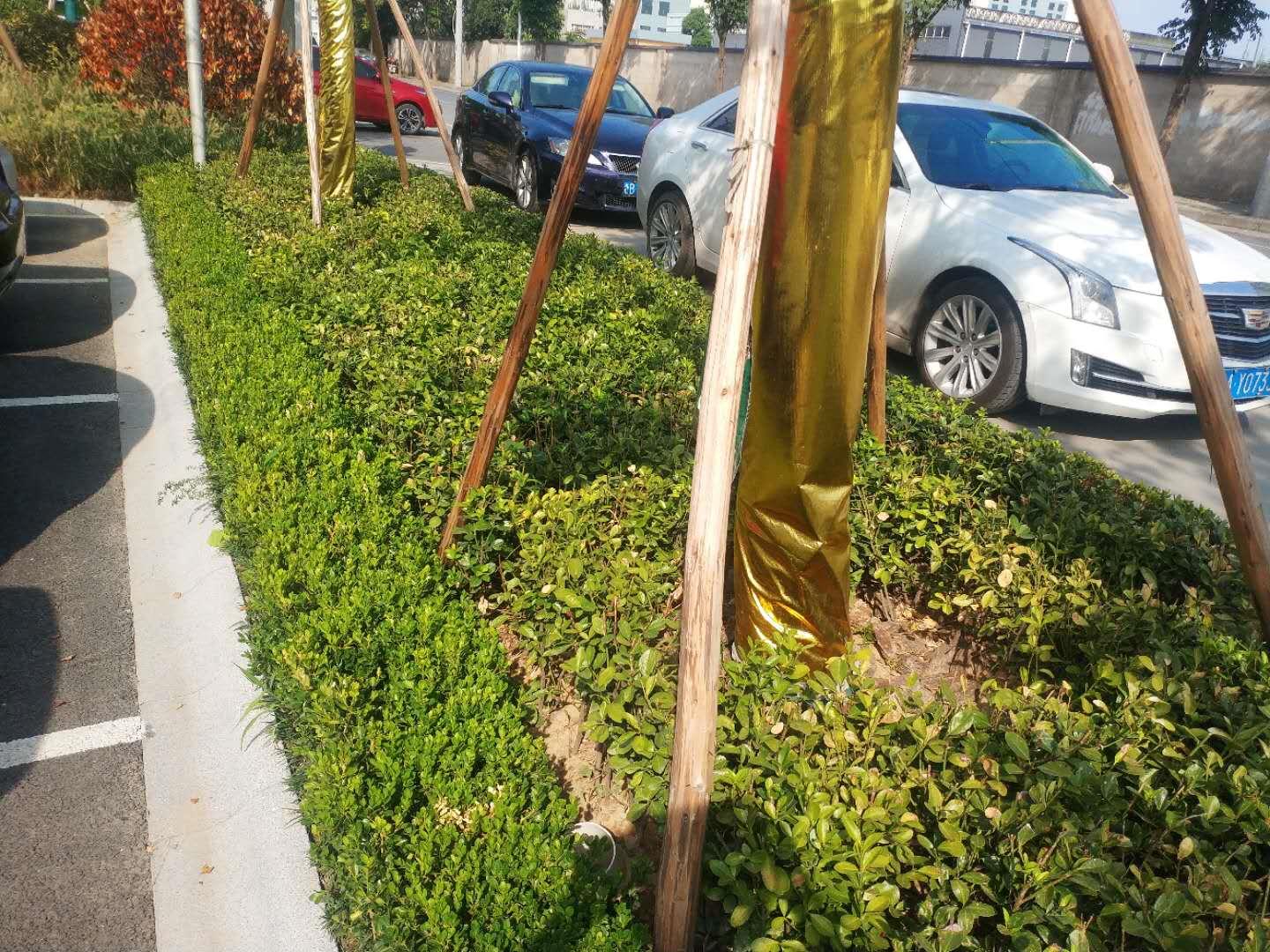 瓜子黄杨叶黄原因,瓜子黄杨叶片有斑点