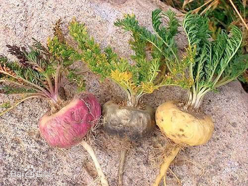 玛咖骗局央视曝光,玛咖是否真的有效